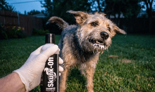 What to do if Dog Gets Skunked in mouth