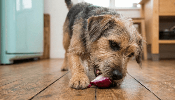 What to do if your dog eat onion