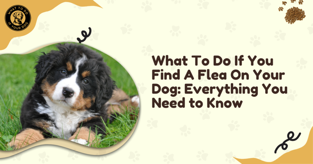 What To Do If You Find A Flea On Your Dog: Everything You Need to Know