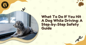 What To Do If You Hit A Dog While Driving: A Step-by-Step Safety Guide