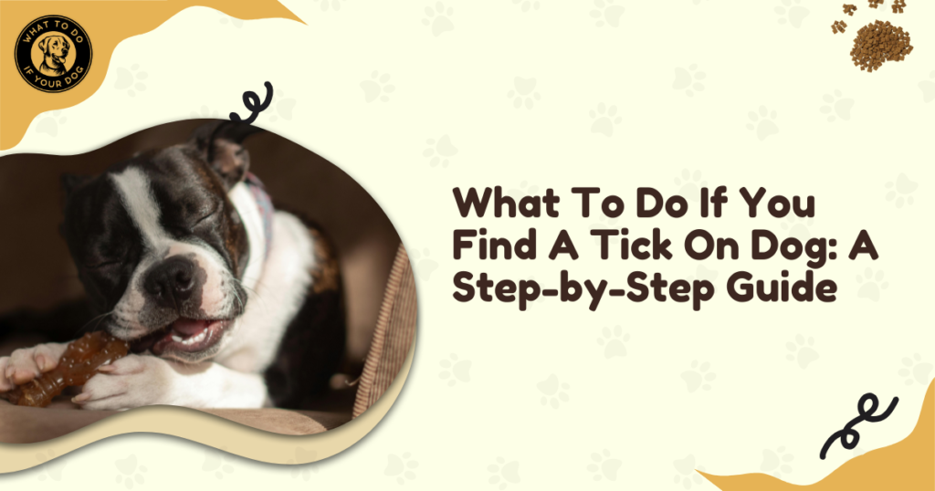 What To Do If You Find A Tick On Dog: A Step-by-Step Guide