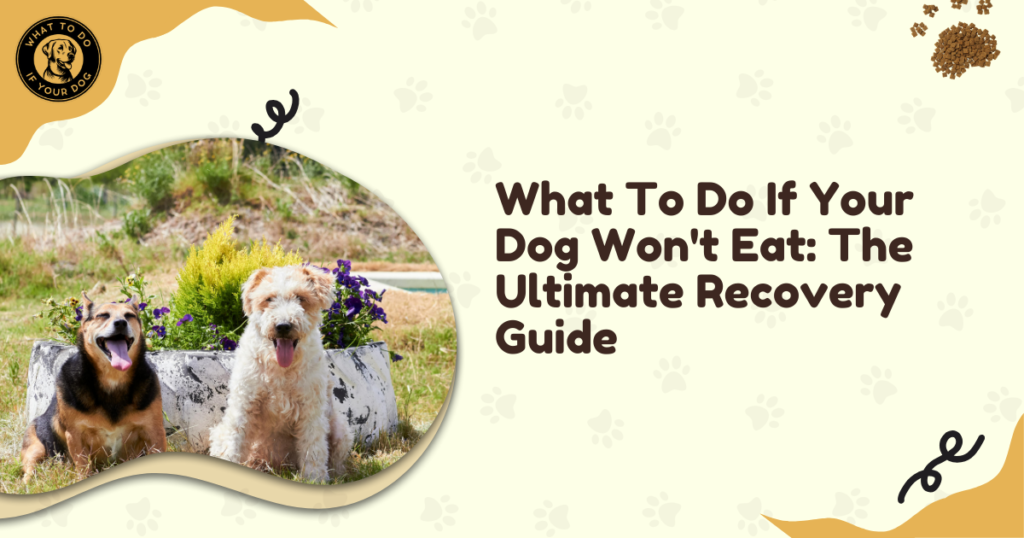 What To Do If Your Dog Won't Eat: The Ultimate Recovery Guide