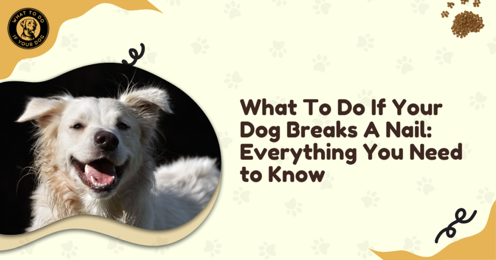 What To Do If Your Dog Breaks A Nail: Everything You Need to Know
