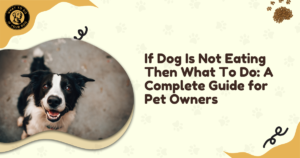 If Dog Is Not Eating Then What To Do: A Complete Guide for Pet Owners