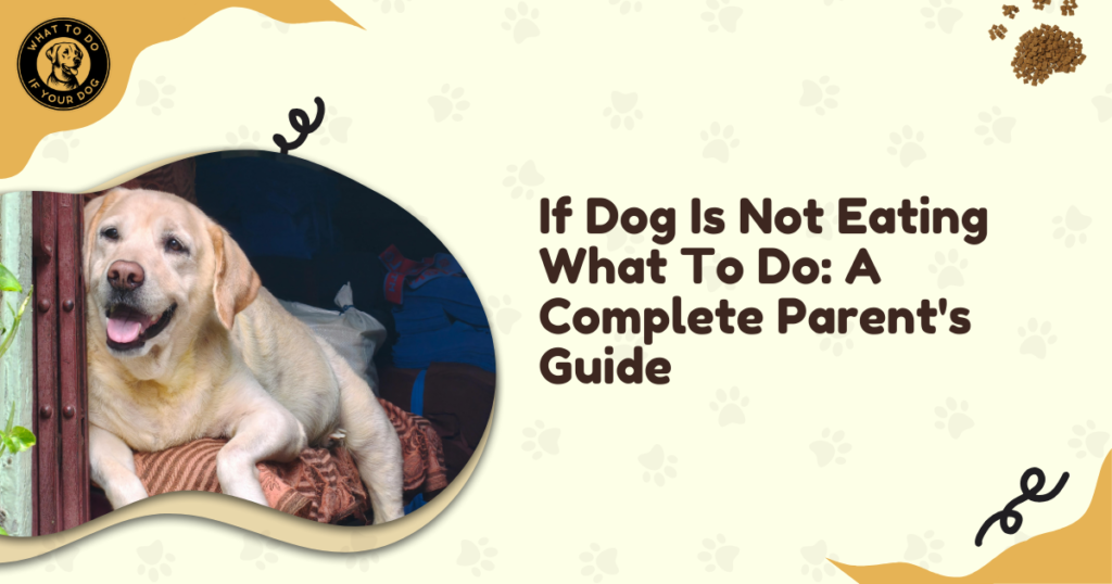 If Dog Is Not Eating What To Do: A Complete Parent's Guide