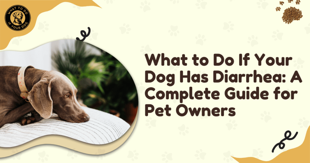 What to do if your dog has dieherea