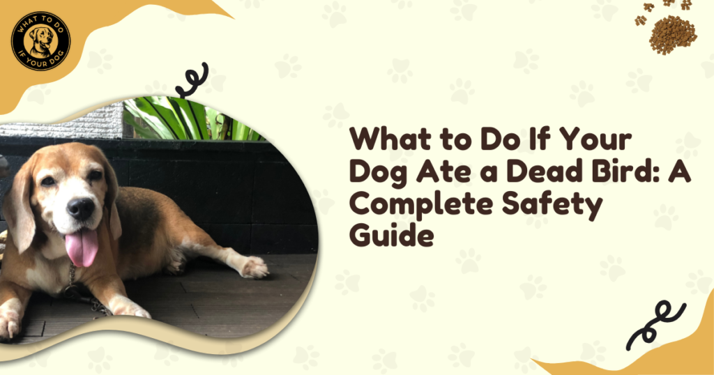 What to Do If Your Dog Ate a Dead Bird: A Complete Safety Guide