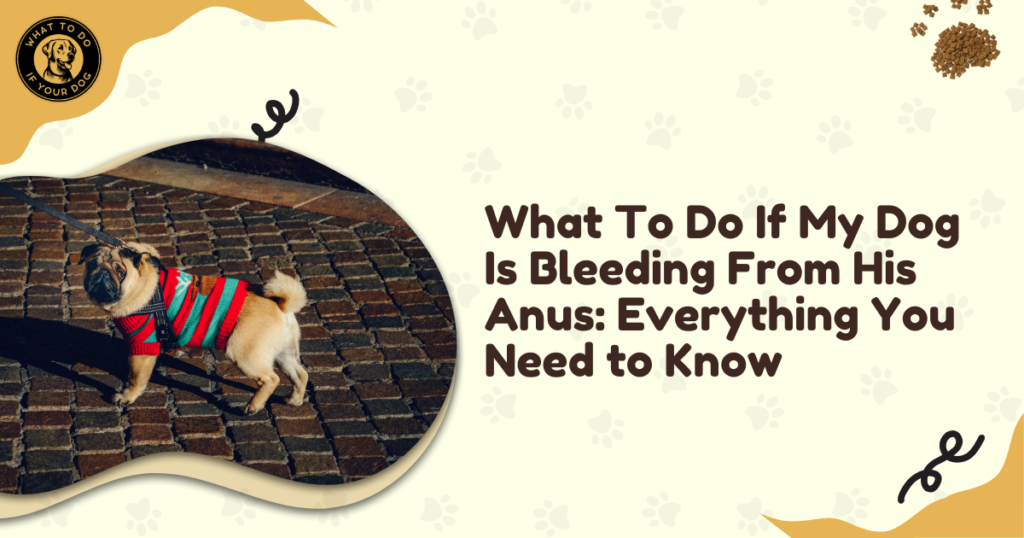 What To Do If My Dog Is Bleeding From His Anus: Everything You Need to Know