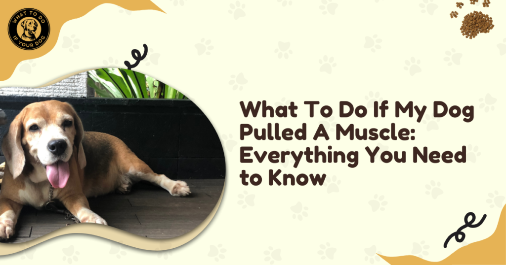 What To Do If My Dog Pulled A Muscle: Everything You Need to Know
