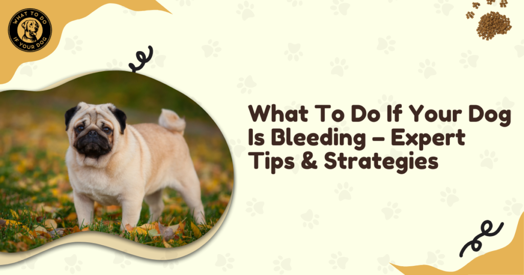 What To Do If Your Dog Is Bleeding - Expert Tips & Strategies