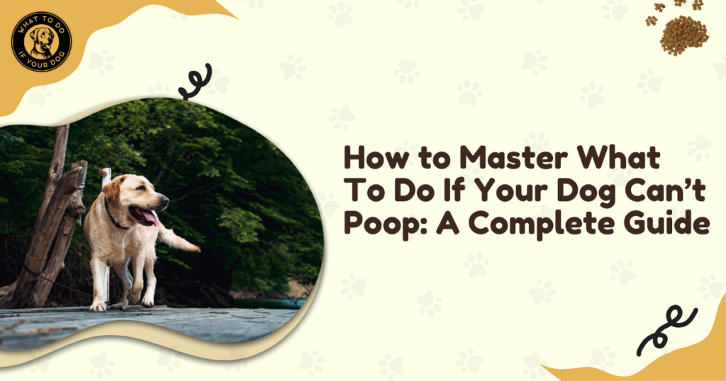 How to Master What To Do If Your Dog Can't Poop: A Complete Guide