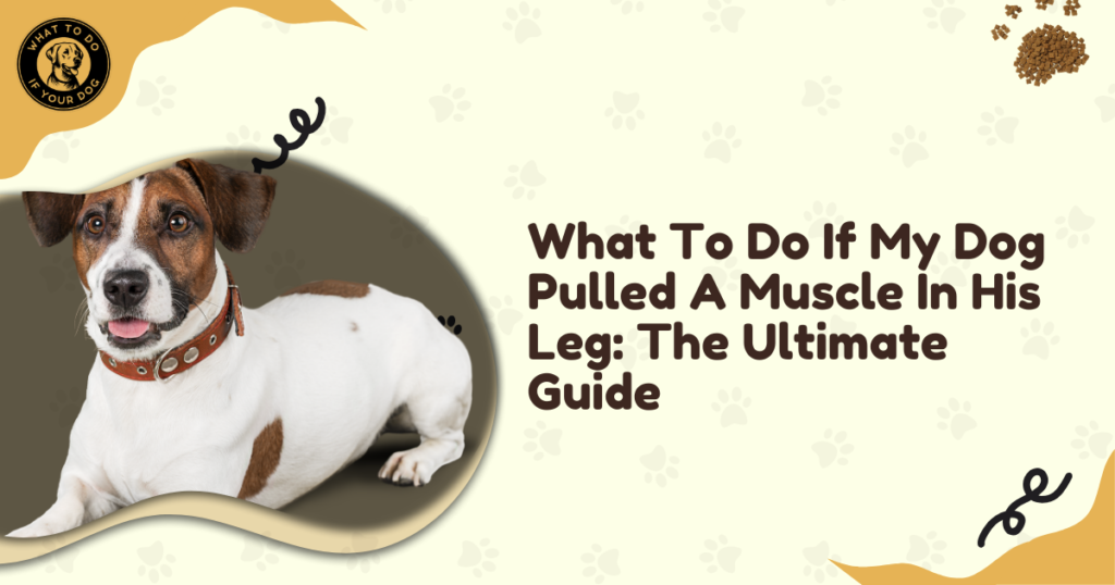 What To Do If My Dog Pulled A Muscle In His Leg: The Ultimate Guide