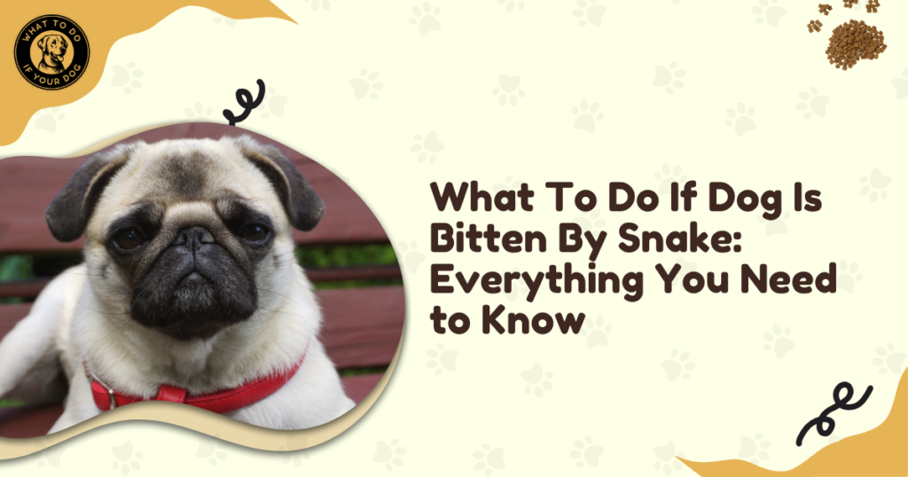 What To Do If Dog Is Bitten By Snake: Everything You Need to Know