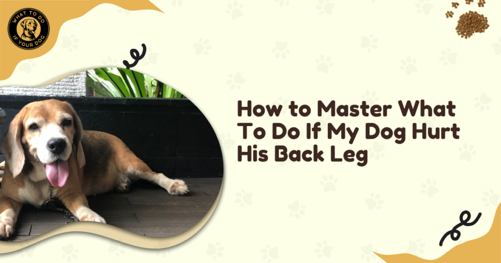 How to Master What To Do If My Dog Hurt His Back Leg