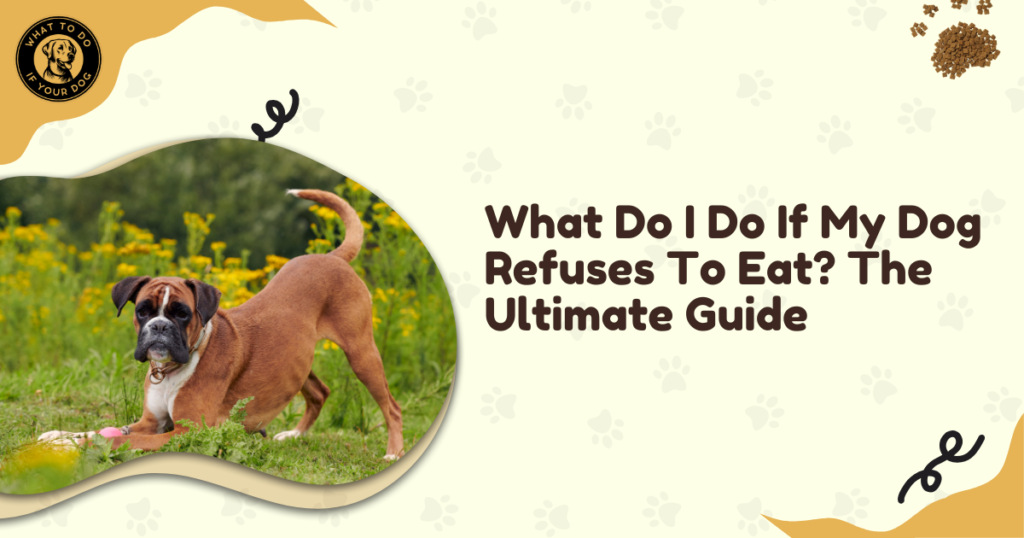 What Do I Do If My Dog Refuses To Eat? The Ultimate Guide