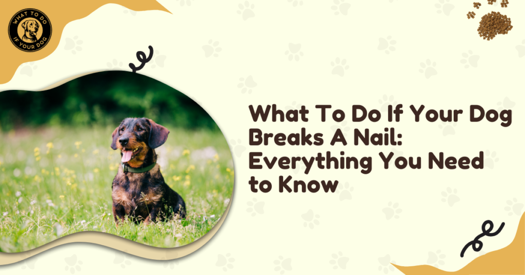 What To Do If Your Dog Breaks A Nail: Everything You Need to Know
