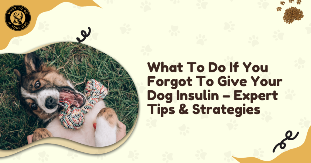 What To Do If You Forgot To Give Your Dog Insulin - Expert Tips & Strategies