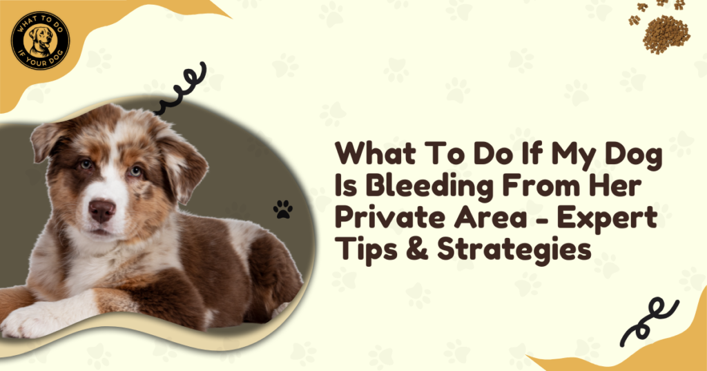 What To Do If My Dog Is Bleeding From Her Private Area - Expert Tips & Strategies