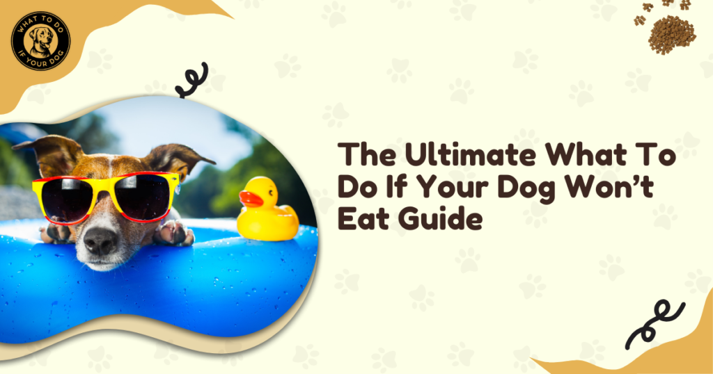 The Ultimate What To Do If Your Dog Won't Eat Guide