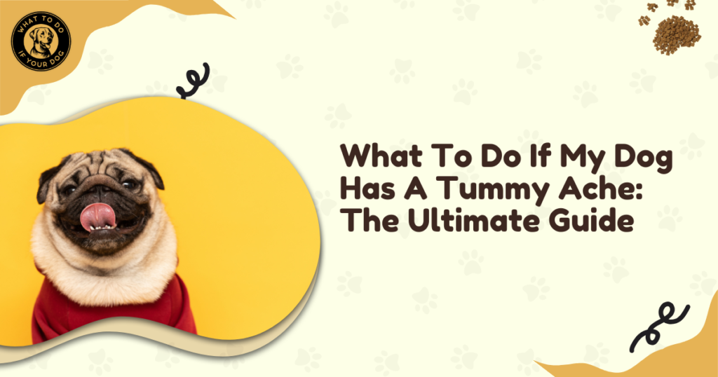 What To Do If My Dog Has A Tummy Ache: The Ultimate Guide