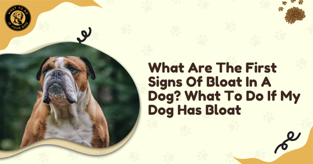 What Are The First Signs Of Bloat In A Dog? What To Do If My Dog Has Bloat