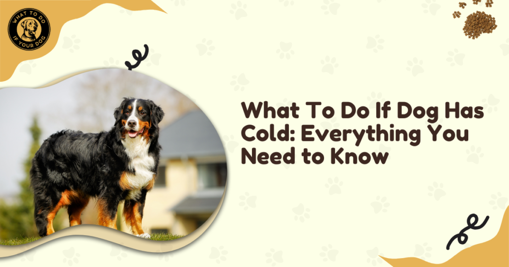 What To Do If Dog Has Cold: Everything You Need to Know