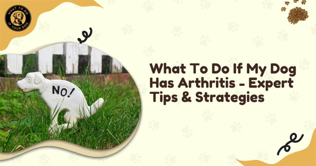 What To Do If My Dog Has Arthritis - Expert Tips & Strategies