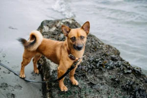 What to Do If My Dog’s Stomach Is Gurgling: A Complete Guide for Dog Owners